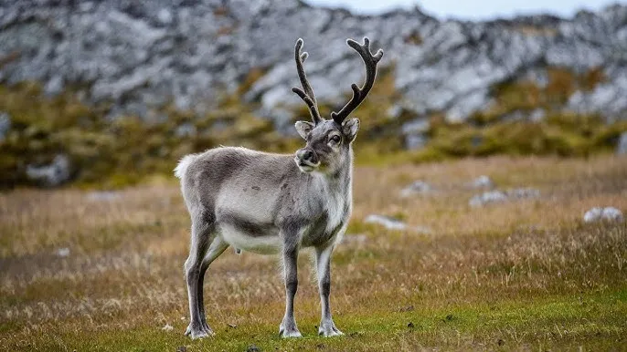 Viltnemnda: Understanding Norways Local Wildlife Management System